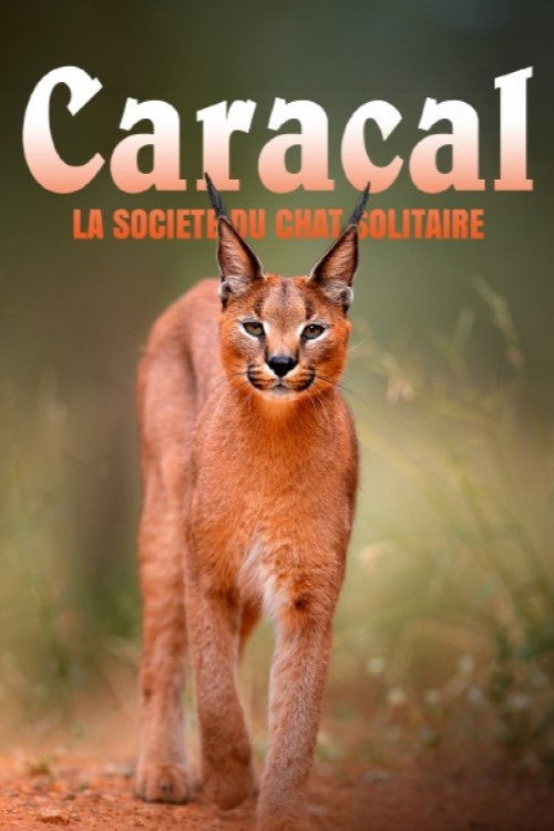 Caracal: The Lone Cat Society poster