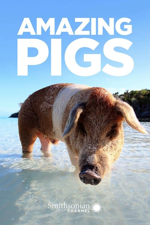 Poster Amazing Pigs 2019