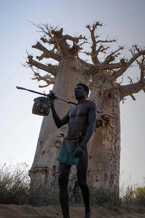 Madagascar: Guardians of the Forest