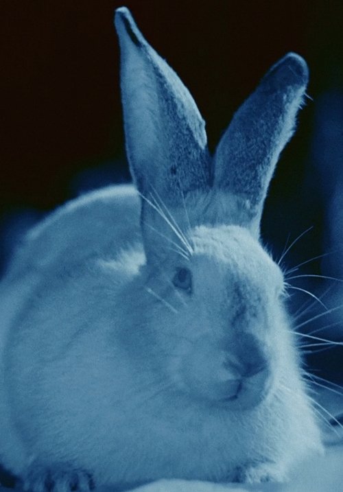 Rabbit's Moon poster