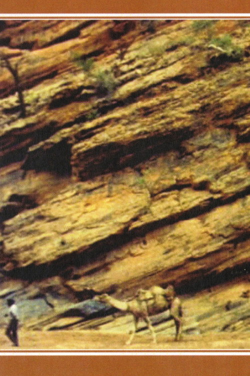 Camels and the Pitjantjara