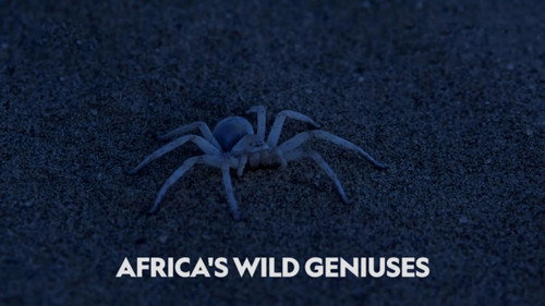 Africa's Wild Geniuses Backdrop Blur