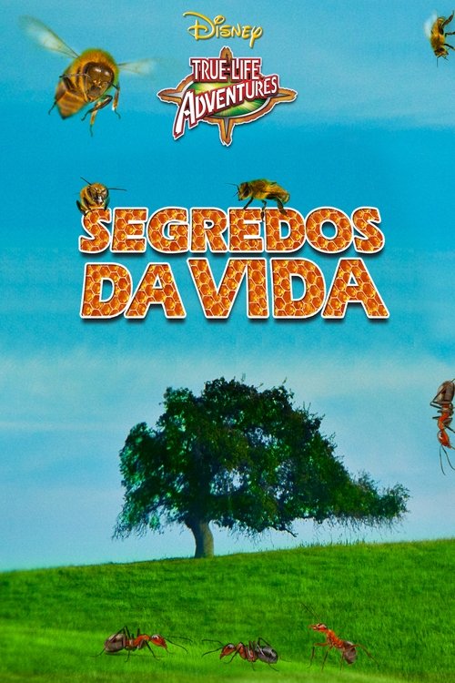 Pôster de Segredos da Vida