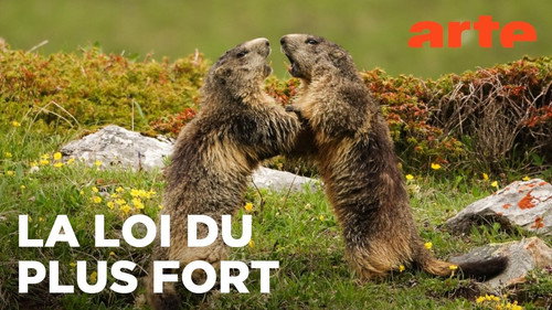 Marmottes la Guerre des Clans Backdrop Blur