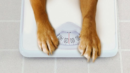 My Big Fat Pet Makeover - Season 1 Backdrop Blur