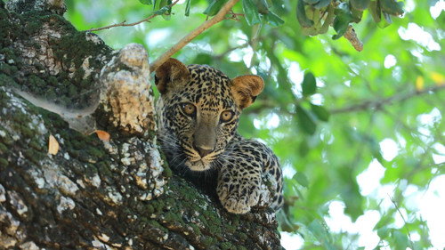 Sri Lanka: Leopard Dynasty
