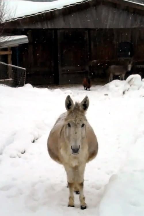 Esel mit Schnee (2011)