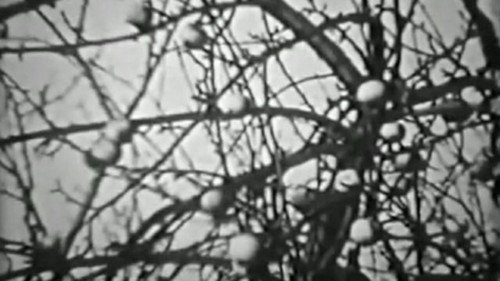Apples of Chernobyl Backdrop Blur