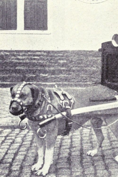 The Unwilling Draught Dog (1898)