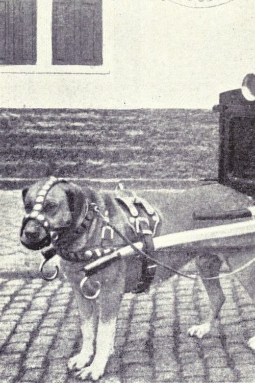 The Unwilling Draught Dog cover