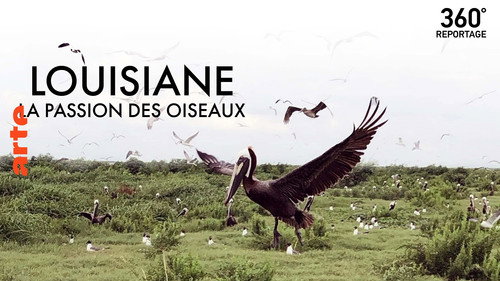 Image Louisiane, la passion des oiseaux