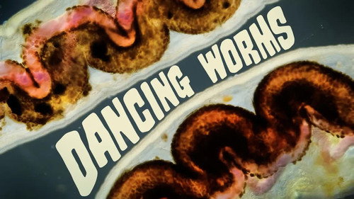 These Dancing Worms Are Surprisingly Useful