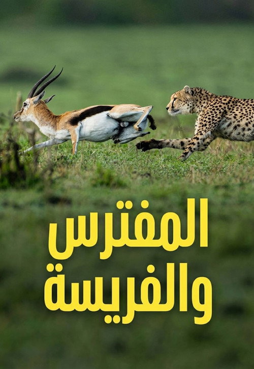 Predator v Prey