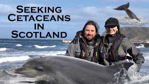 Seeking Cetaceans In Scotland Backdrop Blur