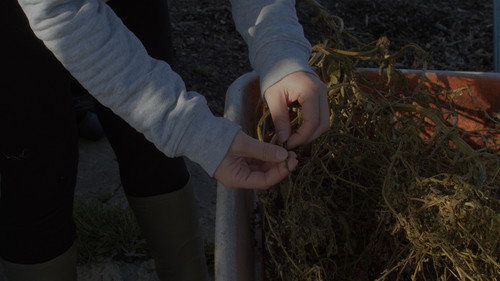 as a bird that briefly perches