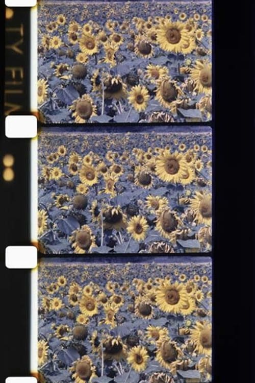 Les tournesols colorés 1983