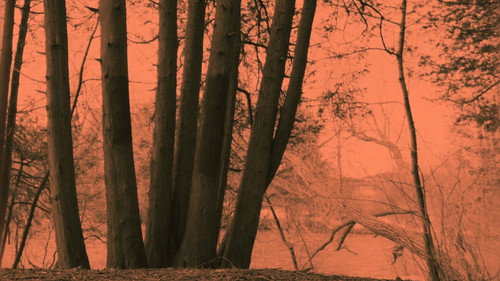 Cold Days From the Treetops — Fondos 4
