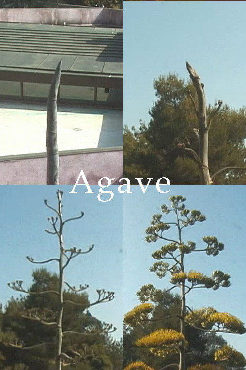 Agave