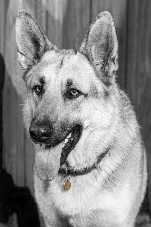 Ace the Wonder Dog