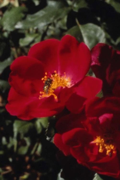 Ultimate form #003 Garden Portraits