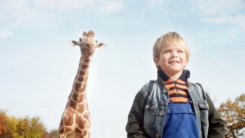 My Giraffe My Giraffe