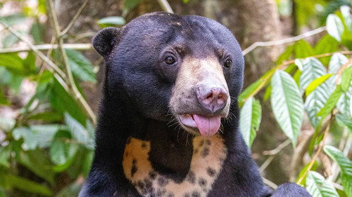 Orang Utans - Keepers of the Jungle