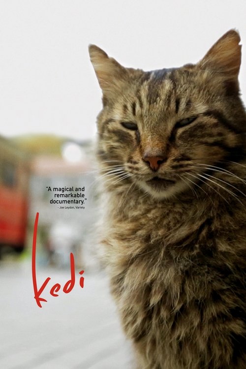 Largescale poster for Kedi