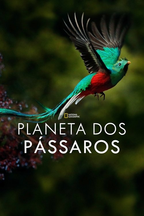 Pôster de Planeta dos Pássaros