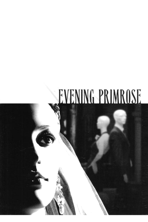 Evening Primrose poster