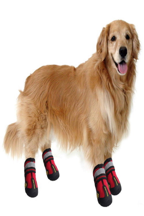 Le chien avec des chaussures