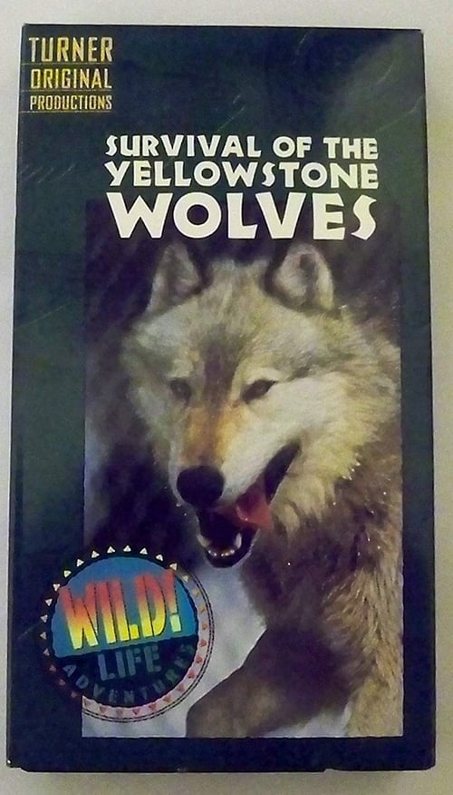 Survival of the Yellowstone Wolves 1996