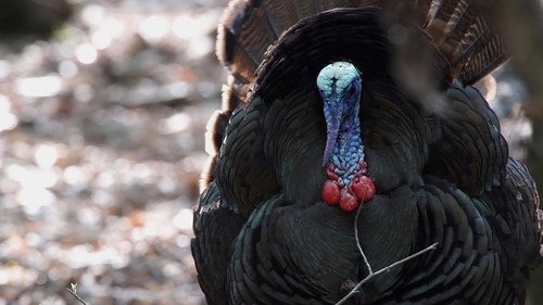 When Turkeys Attack Backdrop Blur