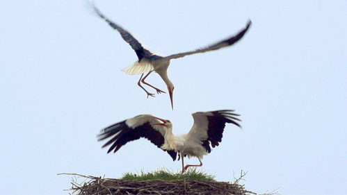 Klappern gehört zum Geschäft: Europas größtes Storchendorf