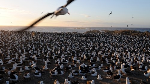 Falkland Island Invasion Still