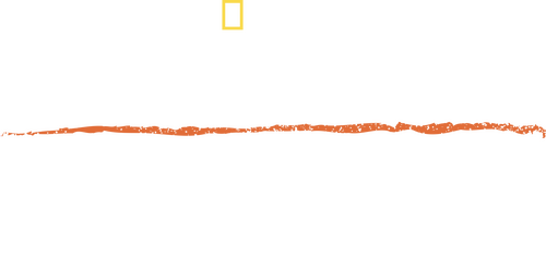 Counting Tigers