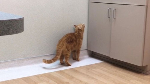 The Adventures of Murphy the Cat #4