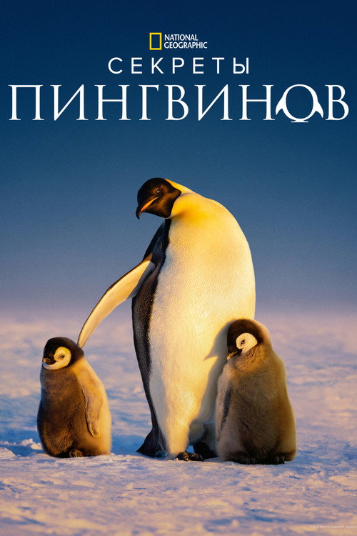 Секреты пингвинов
