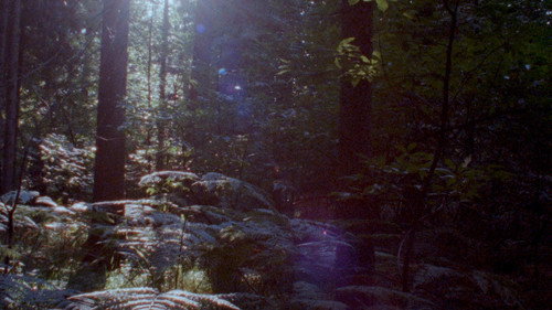 Newsreel 670 – Red Forests