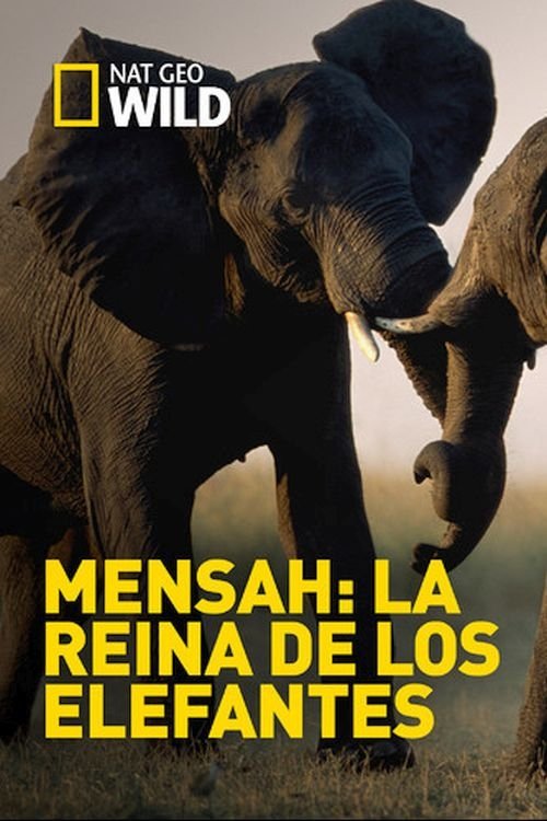 Elephant Queen movie poster player