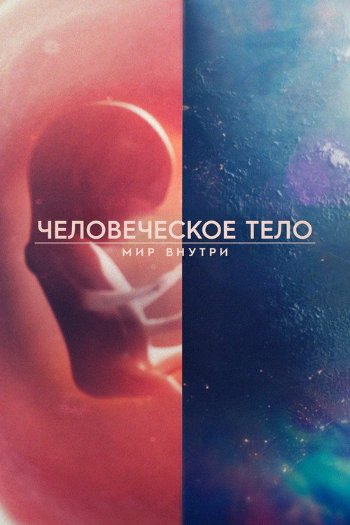 Постер «Человеческое тело: мир внутри»