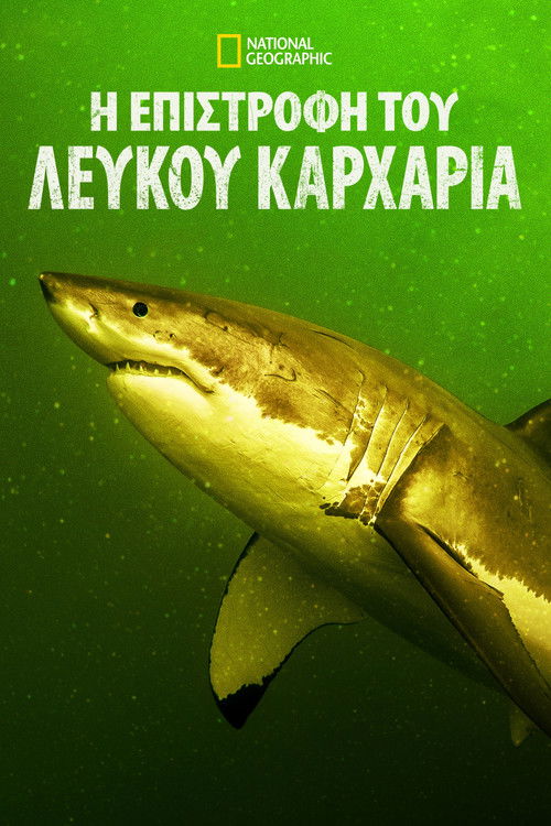 Return of the White Shark poster