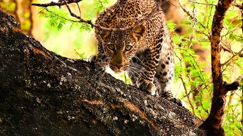 Secret Life of Predators