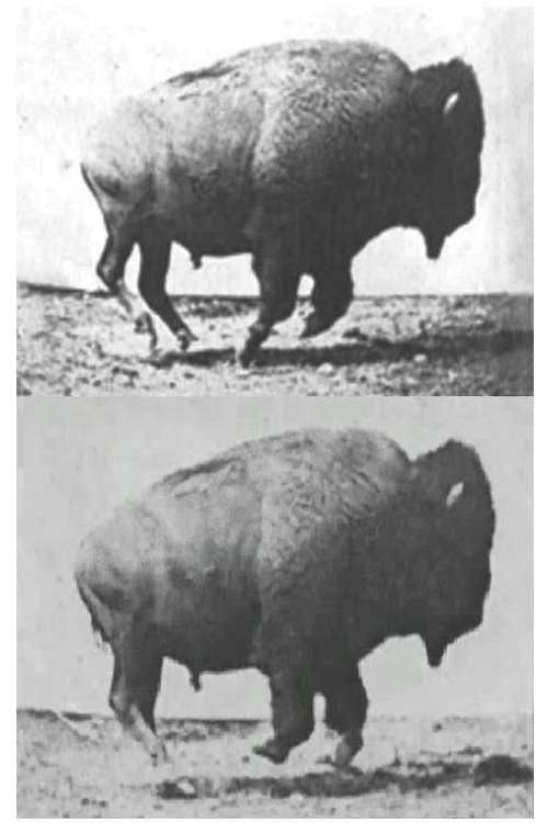 Buffalo Running movie poster player