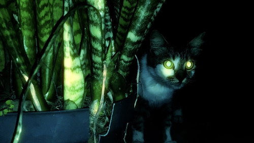 Being a Cat - GNW Cat Backdrop Blur