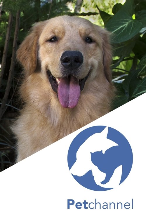 Pet Channel (2016) poster