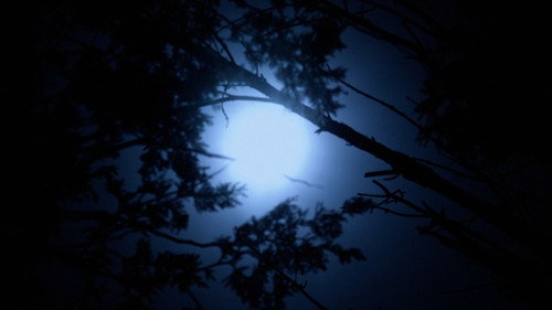 Cold Days From the Treetops — Fondos 3