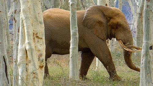 Kruger's Pafuri