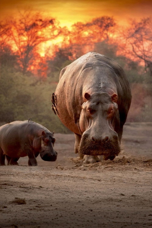 Hippo King poster