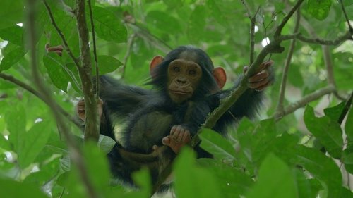 O Império dos Chimpanzés