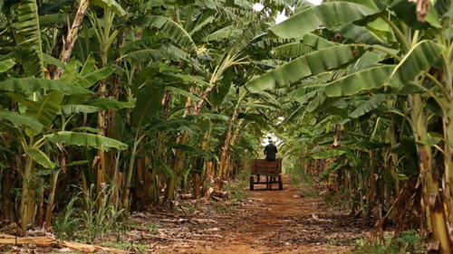 Chapada do Apodi, Morte e Vida — Fondos 1